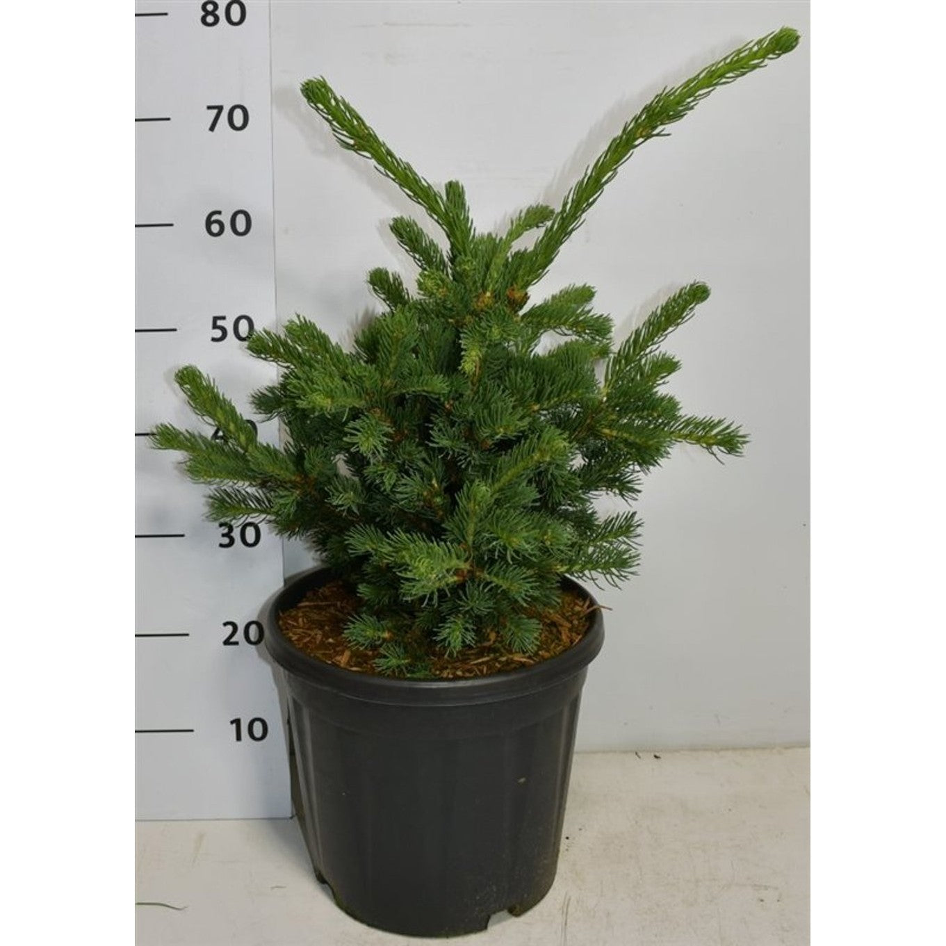 Blågran – Picea pungens 'Lucky Strike' - C12 30-40 CM
